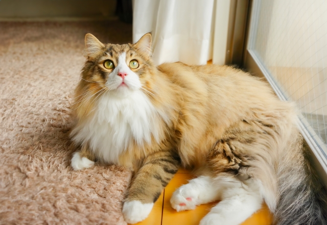 cat1