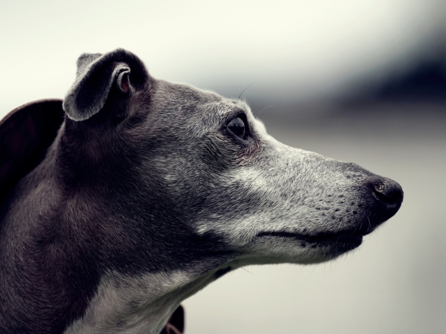 dog1